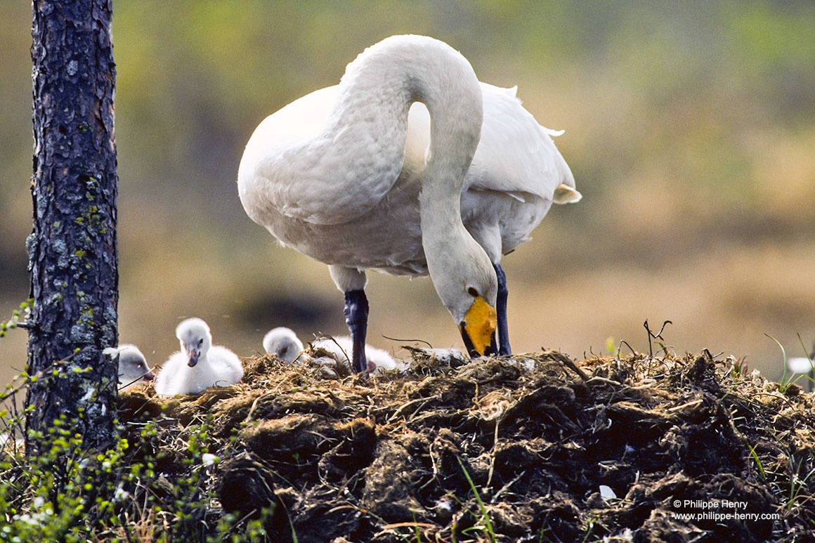 whooper swans cygnets by Philippe Henry ©