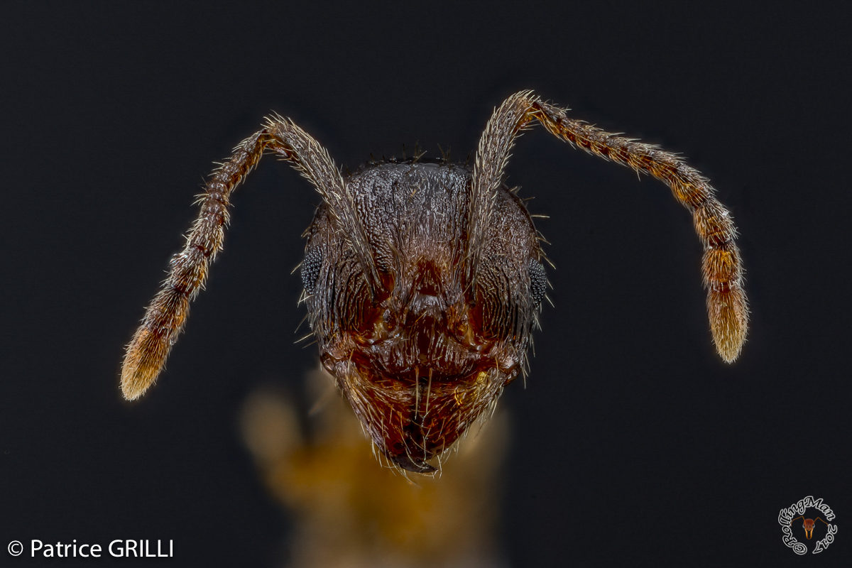 Aphaenogaster subterranea  by Patrice Grilli ©