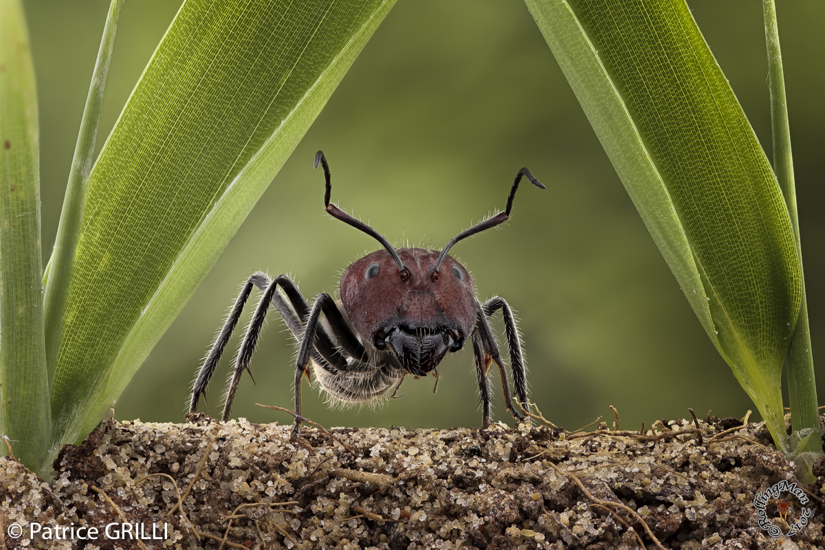 Camponotus singularis - ant by Patrice Grilli ©