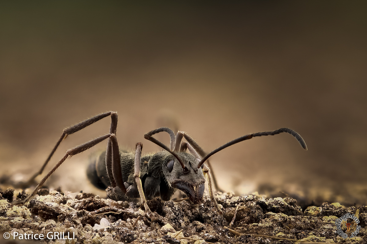 Diacamma rugosum  ant by Patrice Grilli ©