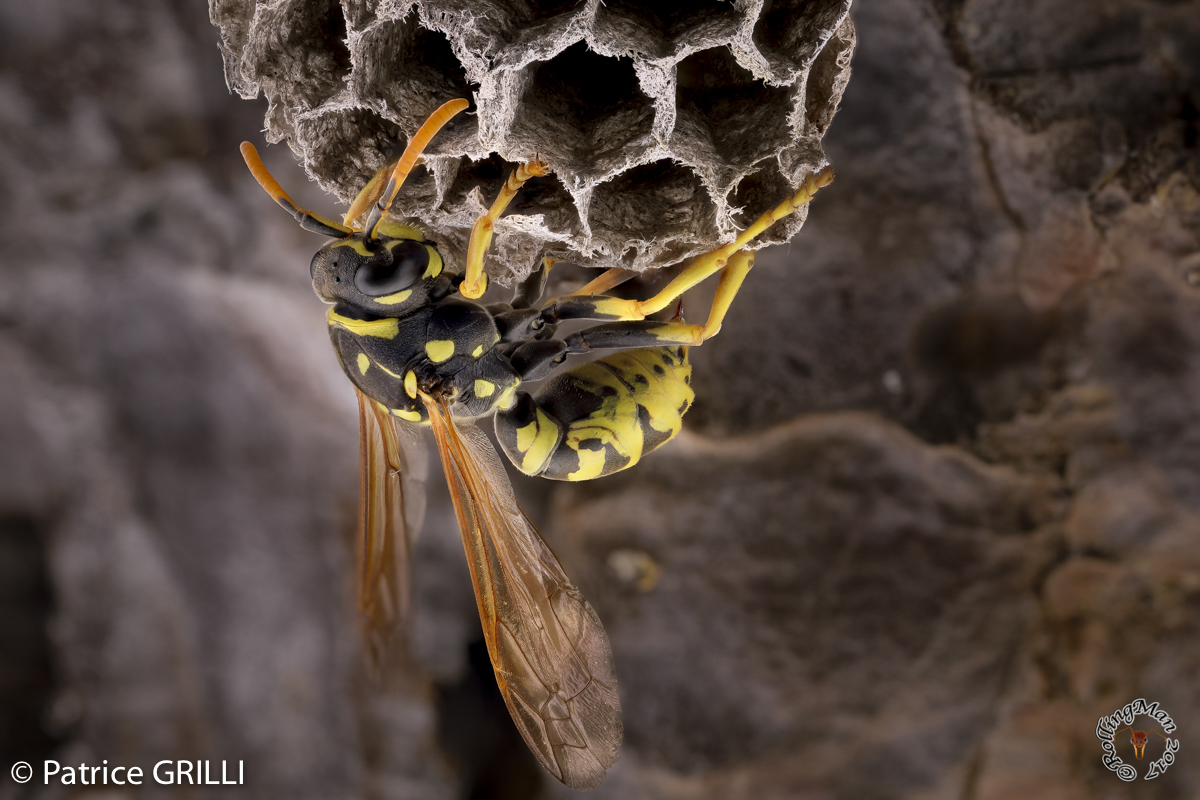 Polistes dominulus - wasp by Patrice Grilli ©