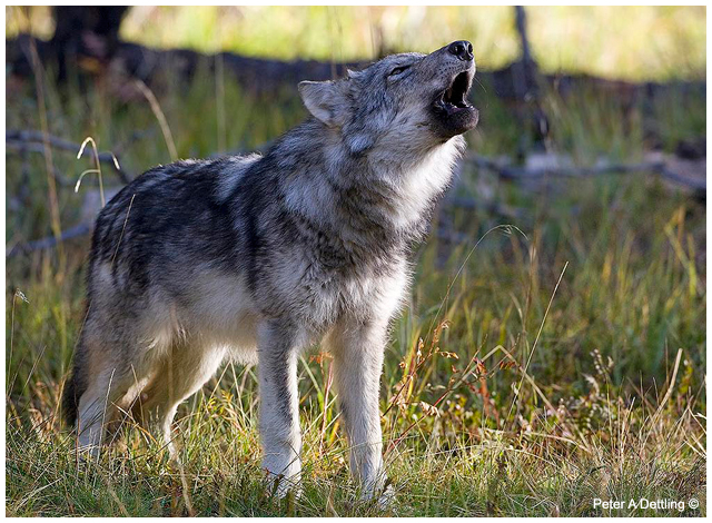 Wolf howling by Peter A Dettling ©