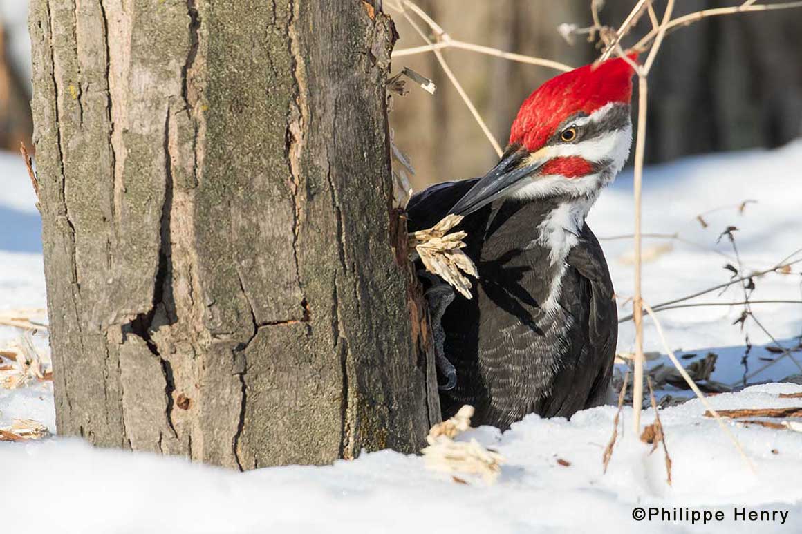 Woodpecker by Phillipe Henry ©