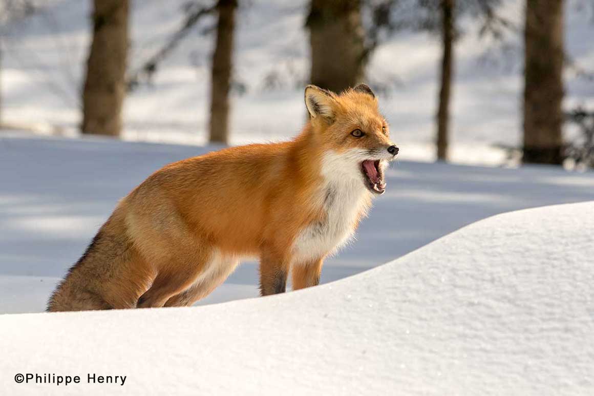 Red Fox Philippe Henry ©