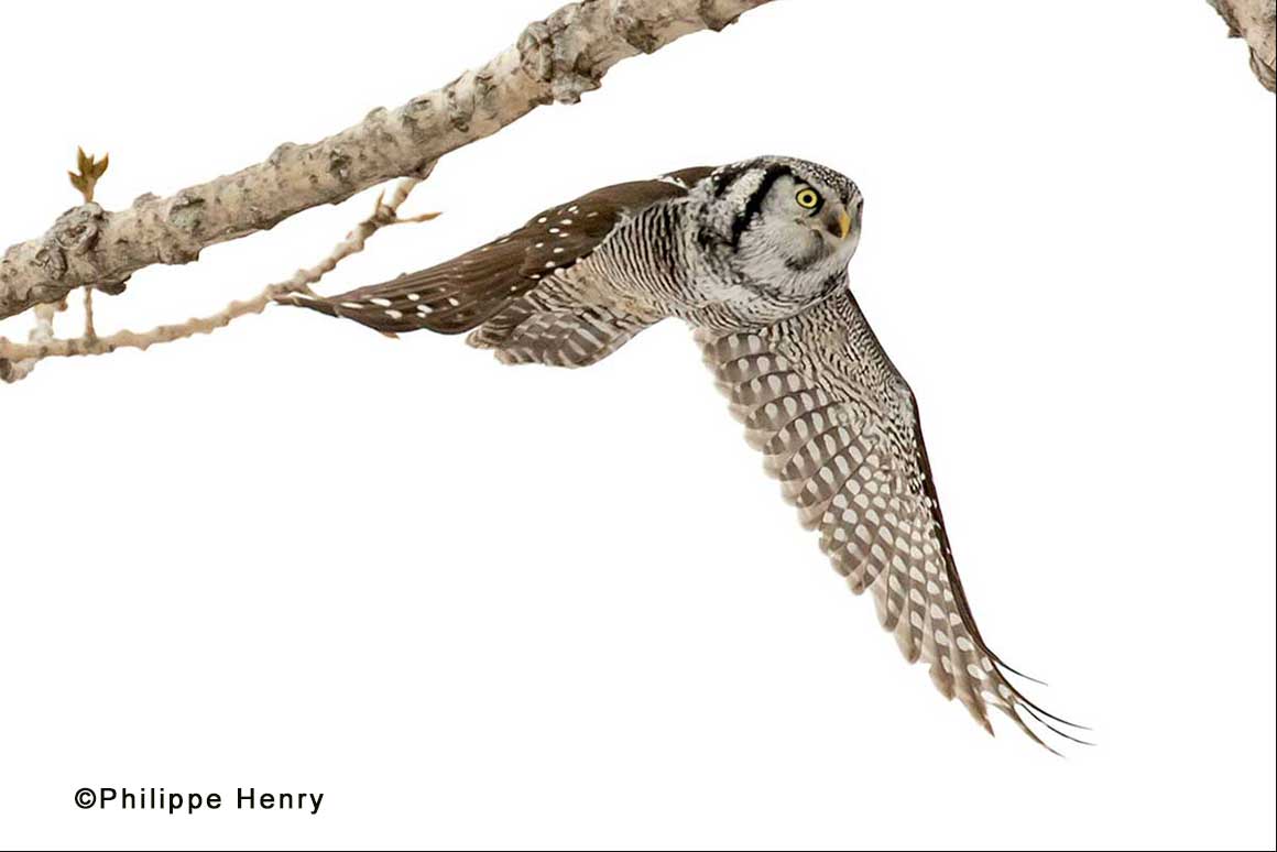 Northern Hawk owl by Philippe Henry ©