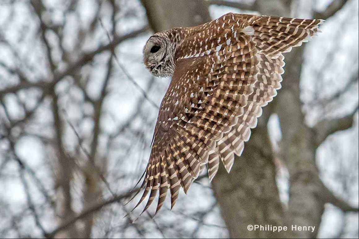 Barred owl in flight by Philippe Henry ©