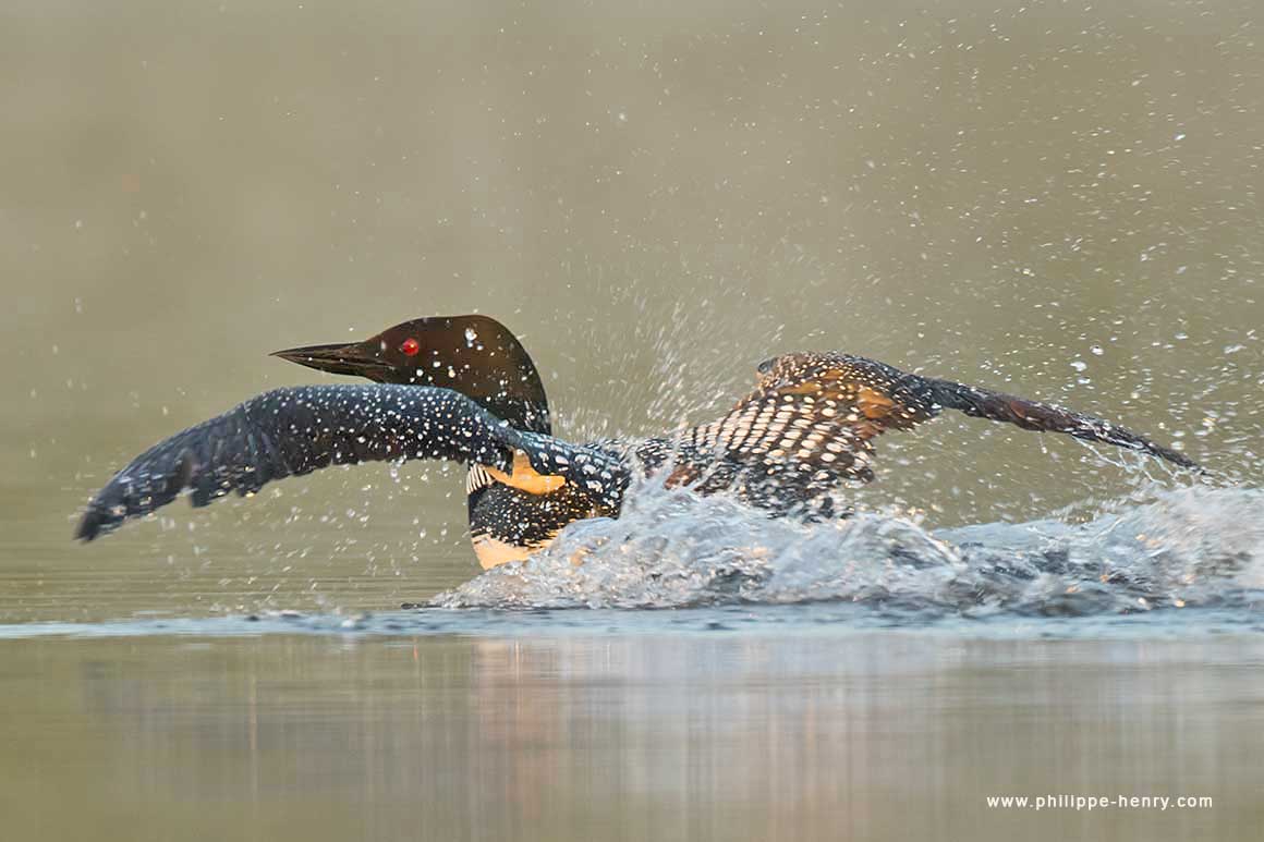 common loon by Philippe Henry ©