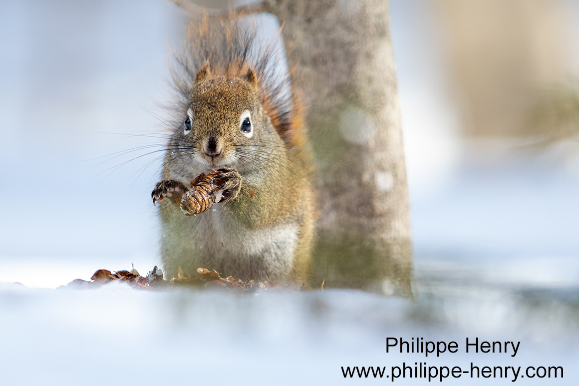 Philippe Henry Squirrel ©
