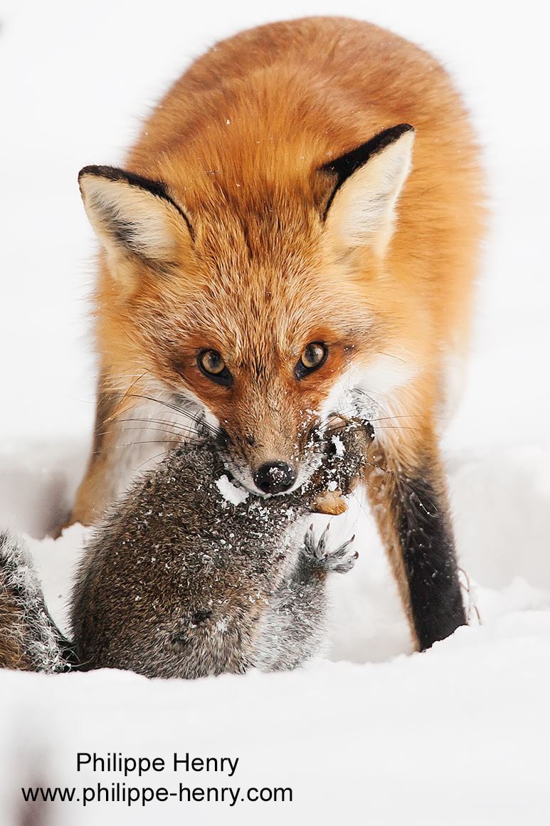 Philippe Henry Squirrel ©