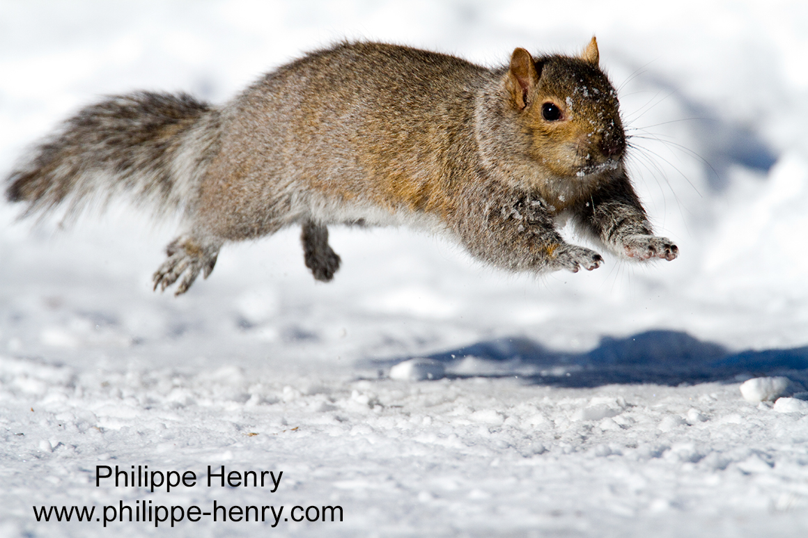 Philippe Henry Squirrel ©