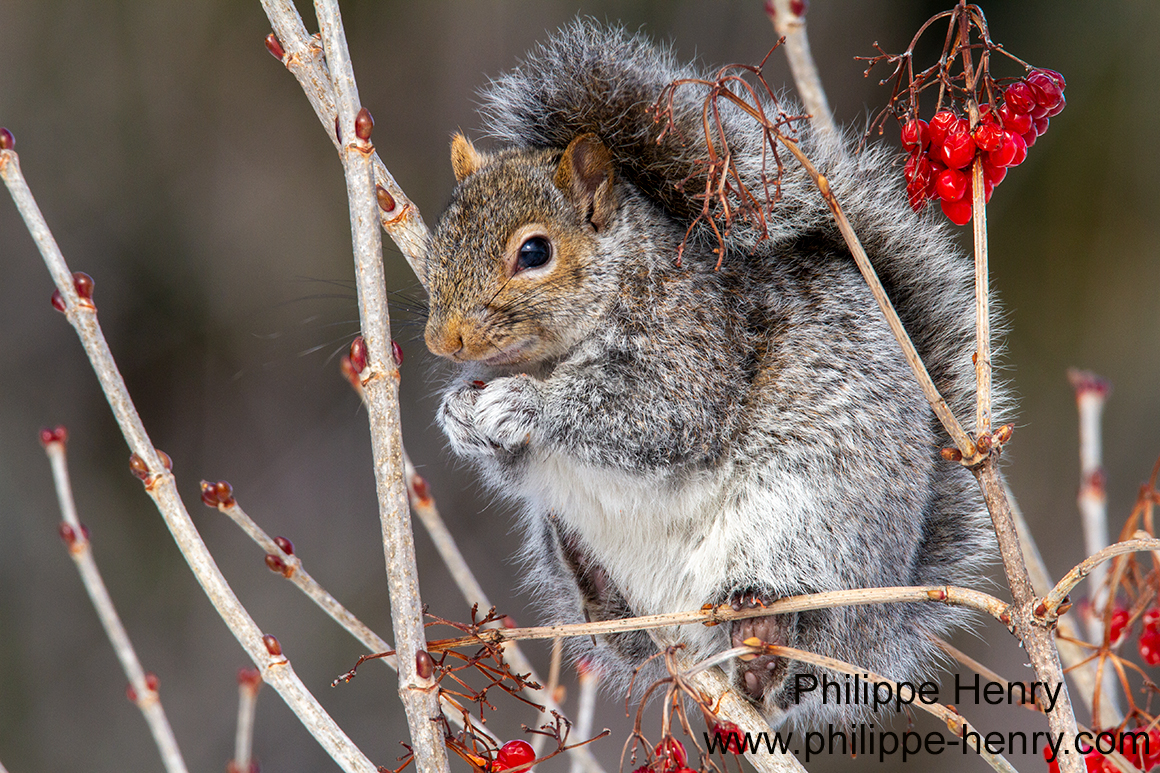 Philippe Henry Squirrel ©