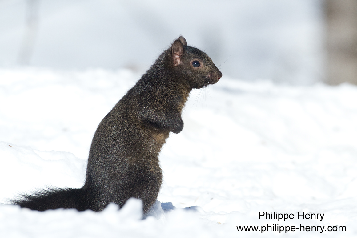 Philippe Henry Squirrel ©