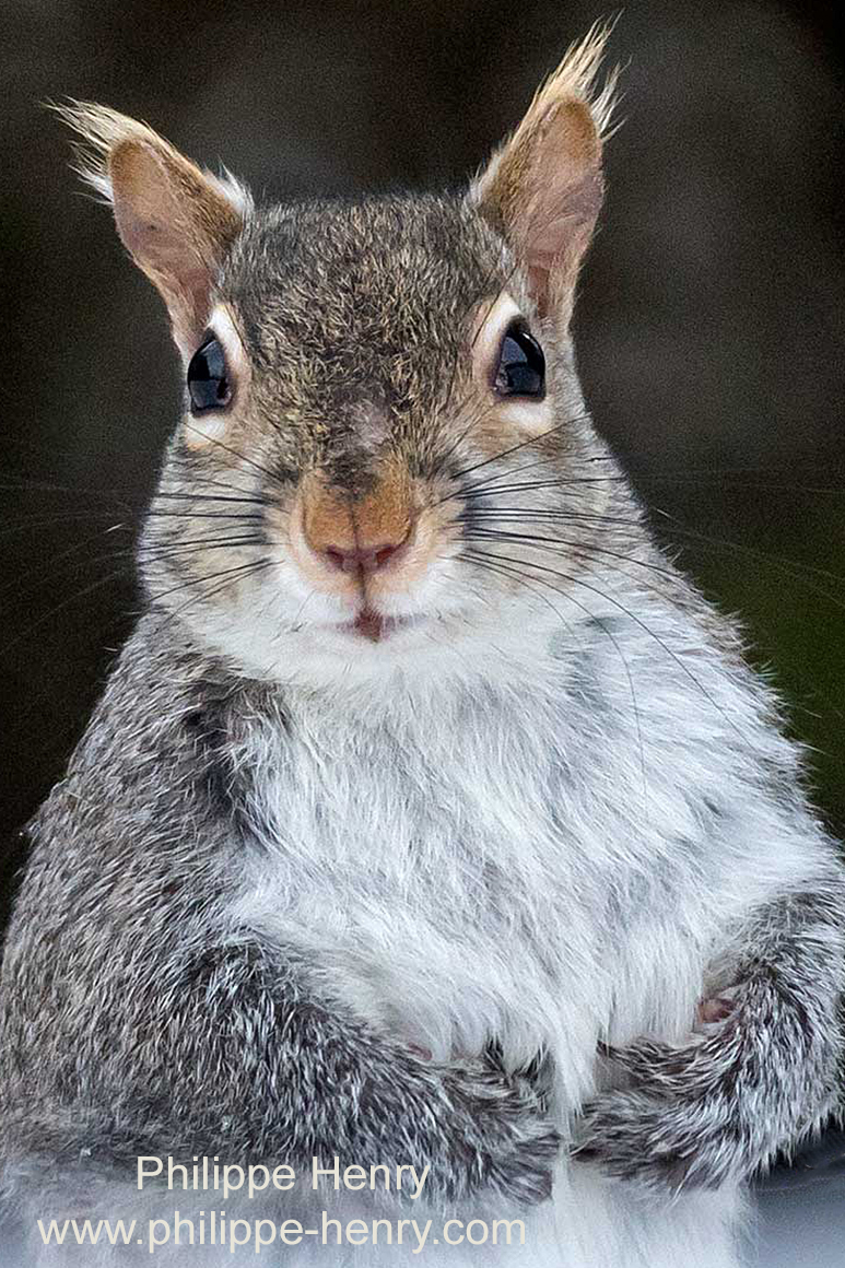Philippe Henry Squirrel ©