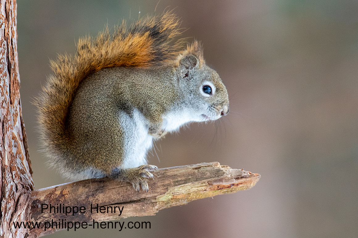 Philippe Henry Squirrel ©