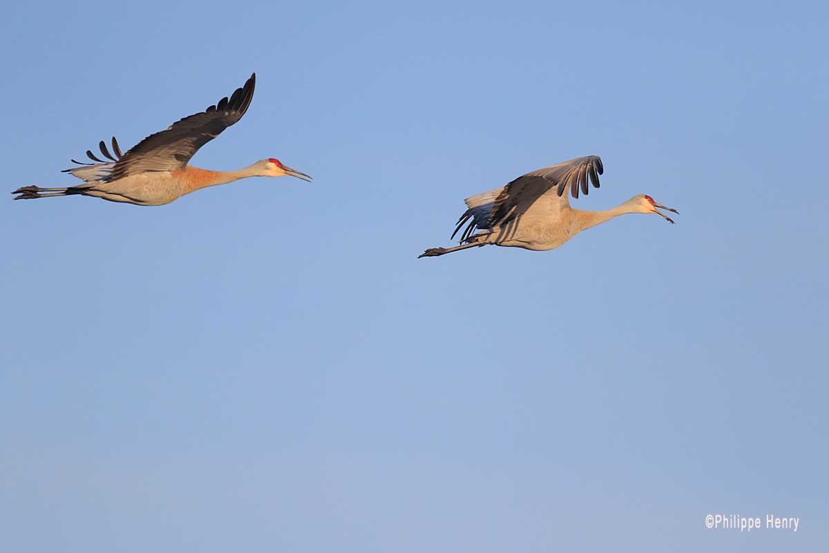Sandhill cranes flying over their breeding site Philippe Henry ©