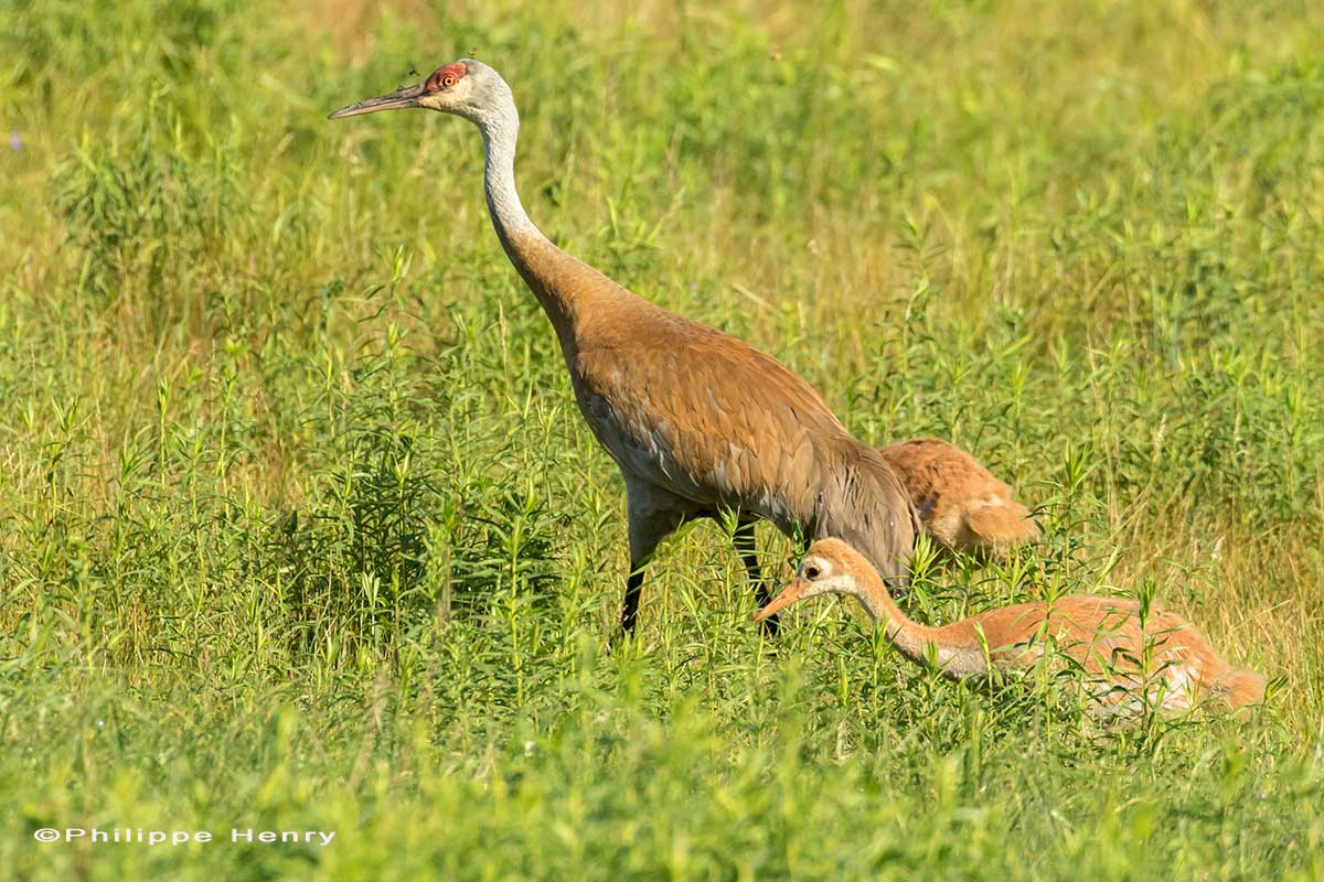 Sandhill cranes and 41 days old chicks walking in a prairie. Phllipe Henry ©