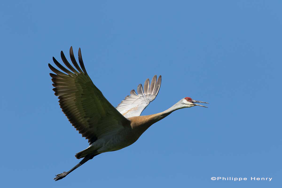 Sandhill crane in flight over a farmland by Phillipe Henry ©