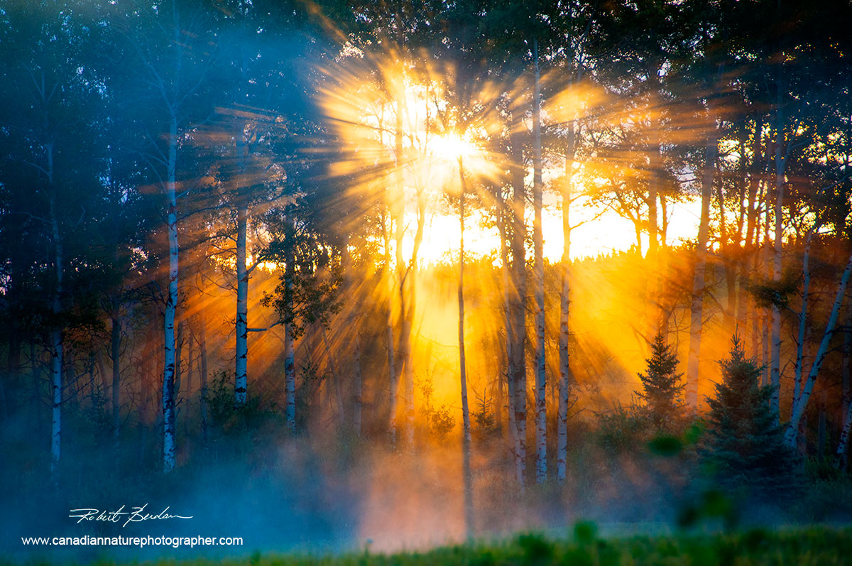 Suns rays through forest by Robert Berdan ©