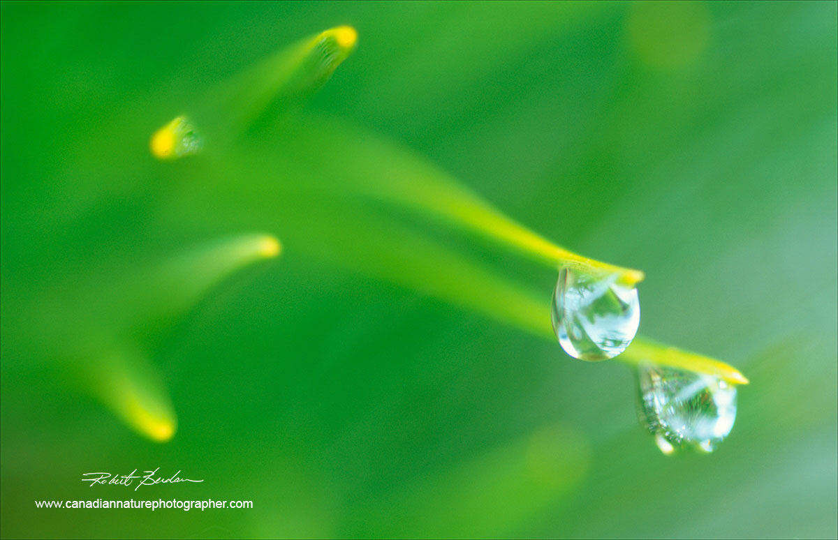 Pine needles and water drops abstract by Robert Berdan ©