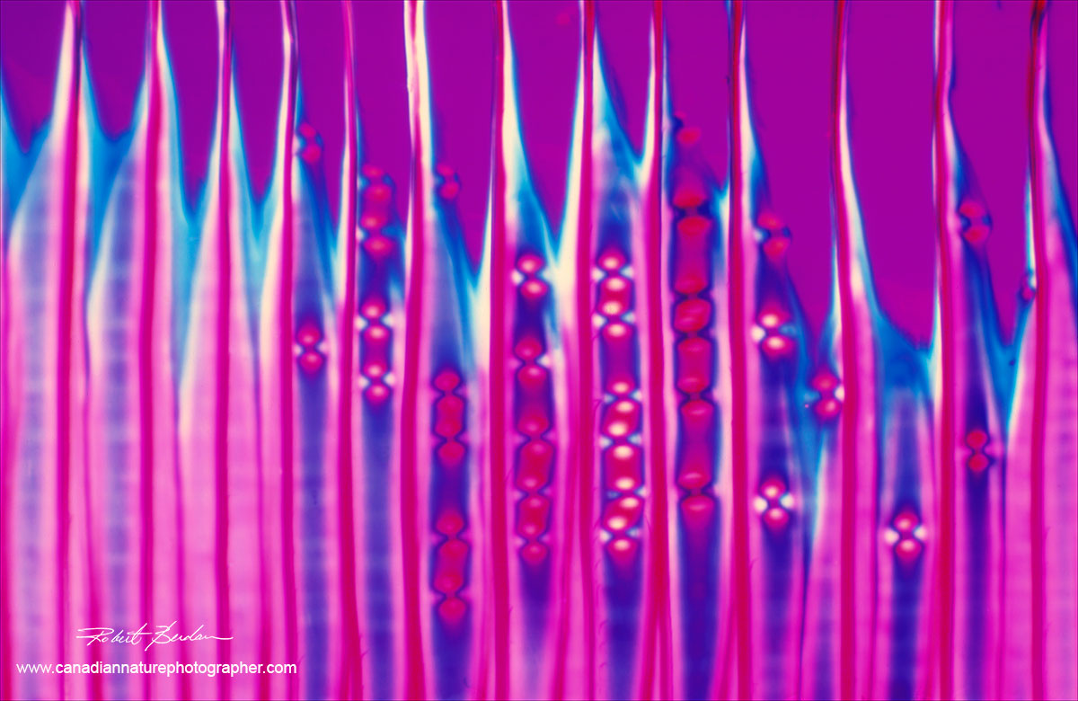 White pine section through a microscope by Robert Berdan ©