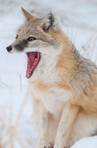 Blurry swift fox photo by Robert Berdan &copy;