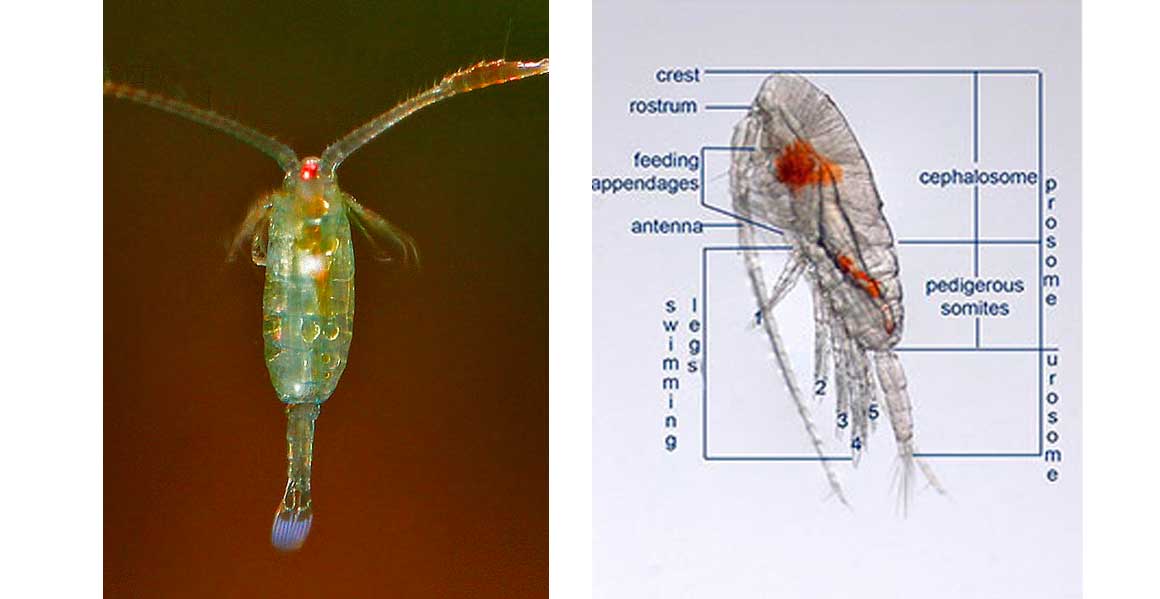 Calanoid copepods 
