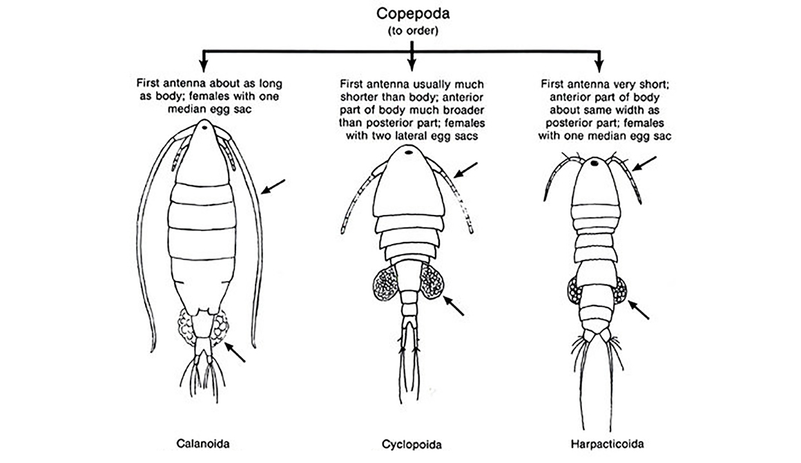 Diagram of Calanoida, Cyclopida, Harpacticoida by Shubhadeep - research gate