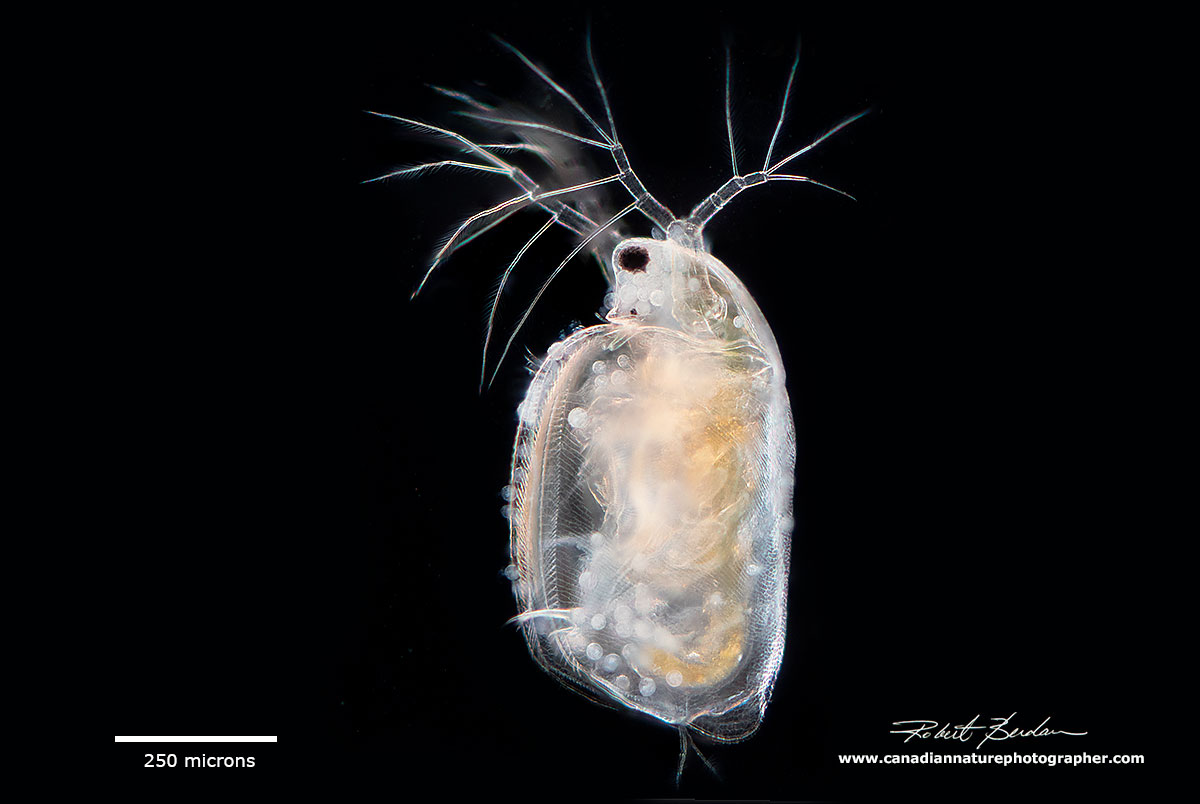 Simocephalus sp. dark-field microscopy by Robert Berdan ©