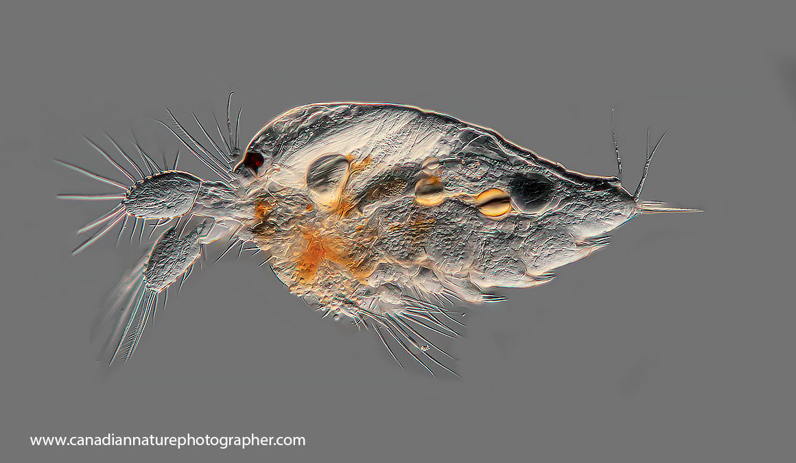 Copepod nauplius larva viewed from the side by Robert Berdzan ©