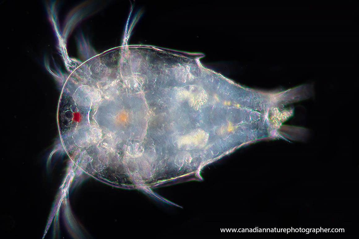 Copepod nauplius larva dark-field microscopy by Robert Berdan ©