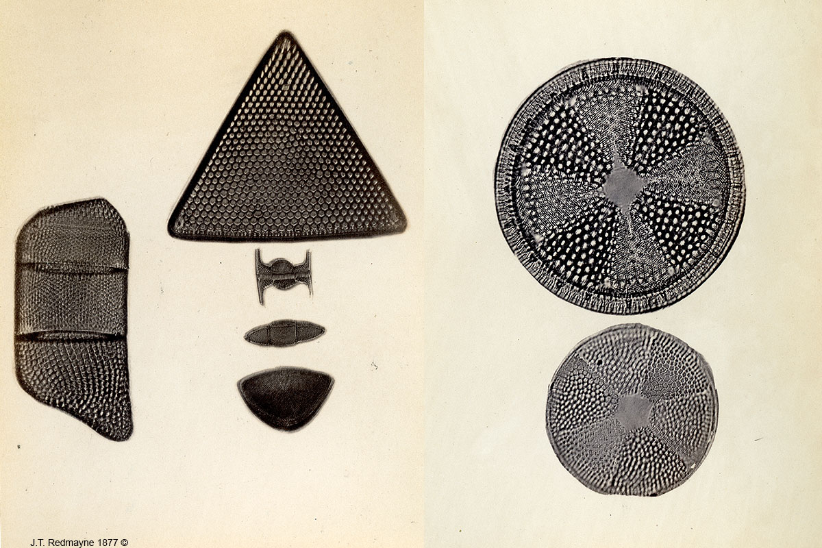Diatoms Left: Plate 55 1 Actinosphenia halionyx 2 Actionsphenia spendens 500X Right: Plate 78 Helipelta and Actinoptychus undulatus 500X  by J.T. Redmayne 1877