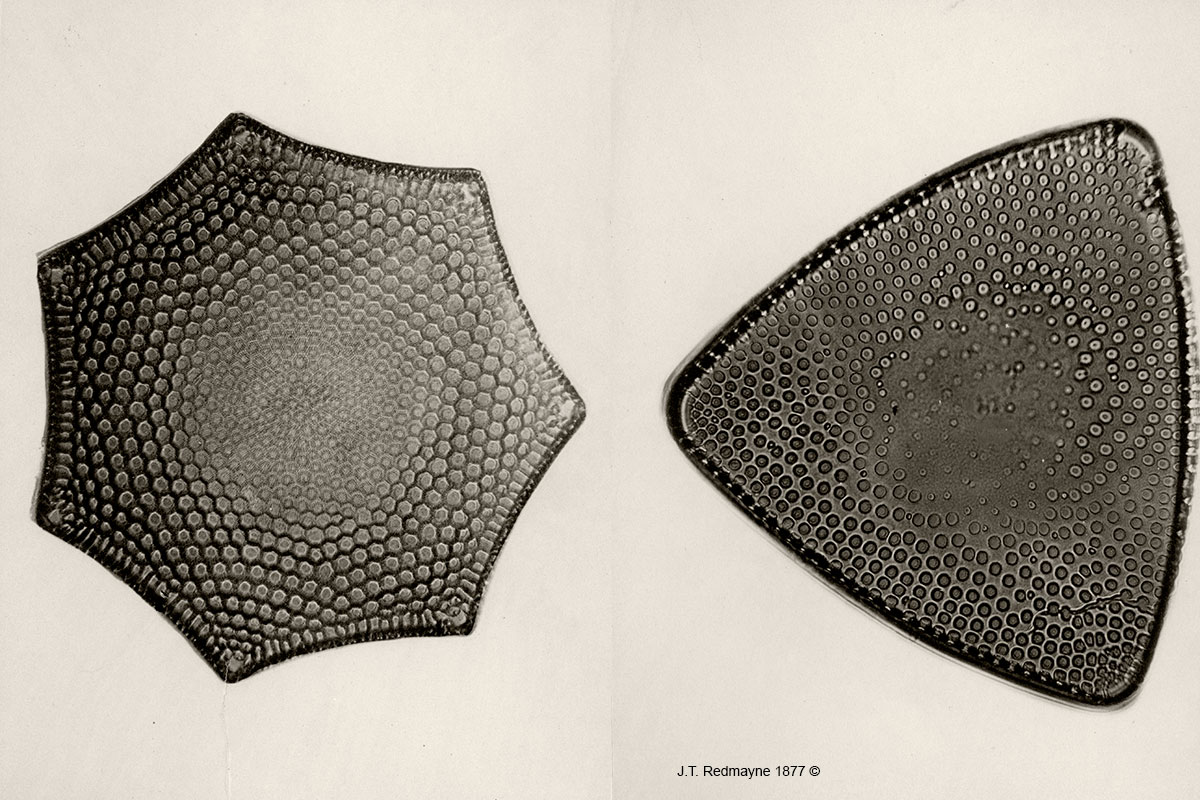 Diatoms by J.T. Redmayne Left: Plate 58 Triceratum favus var spetanghulatum 500X Right: Plate 59 Triceratum inflatum 500X 1877 