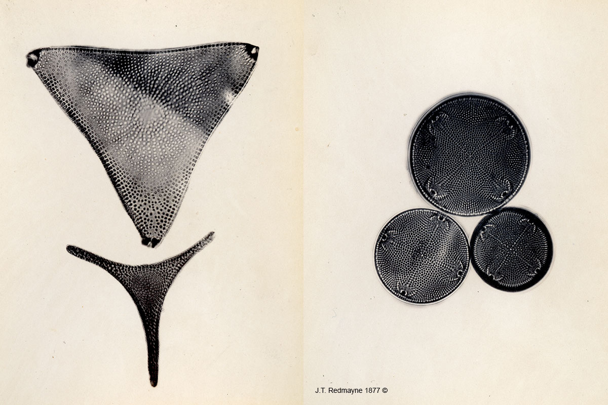 Diatoms by J.T. Redmanyne Left: Plate 63 Trinacria regina and Trinacria excavata ,500X Right: Plate 64 Hemialus alatus, and Actinocyclus ralfsii 1877