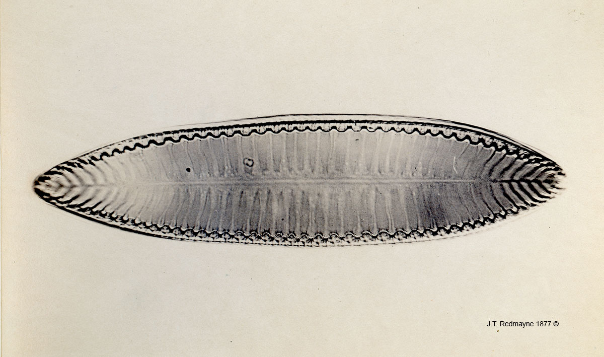 Diatom Surirella biseriata Plate 14 Magnification 500X  by J.T. Redmayne 1877