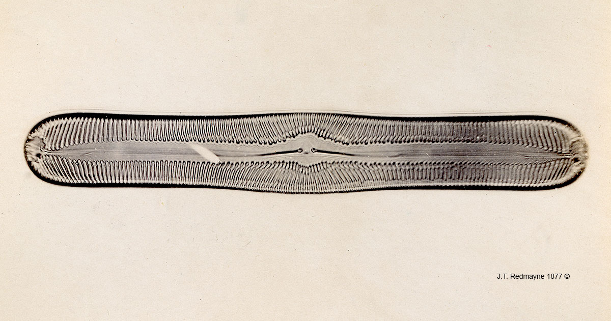 Diatom Navicula nobilis Plate 35 Magnification 500X  by J.T. Redmayne 1877