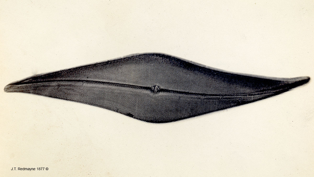 Diatom Pleurosigma angulatum Plate 50 Magnification 750X J.T. Redmayne 1877