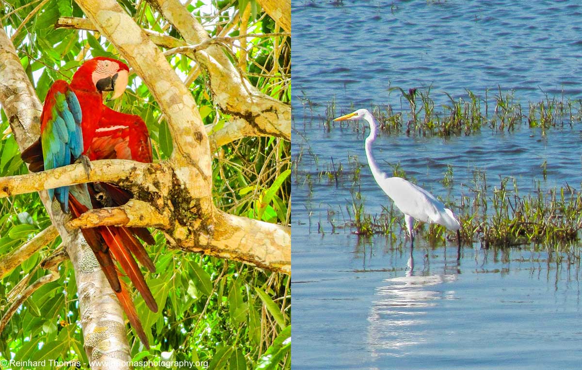 Left: Colorful Scarlet Macaw and Right: Great Egret looking for food.  by Reinhard Thomas ©