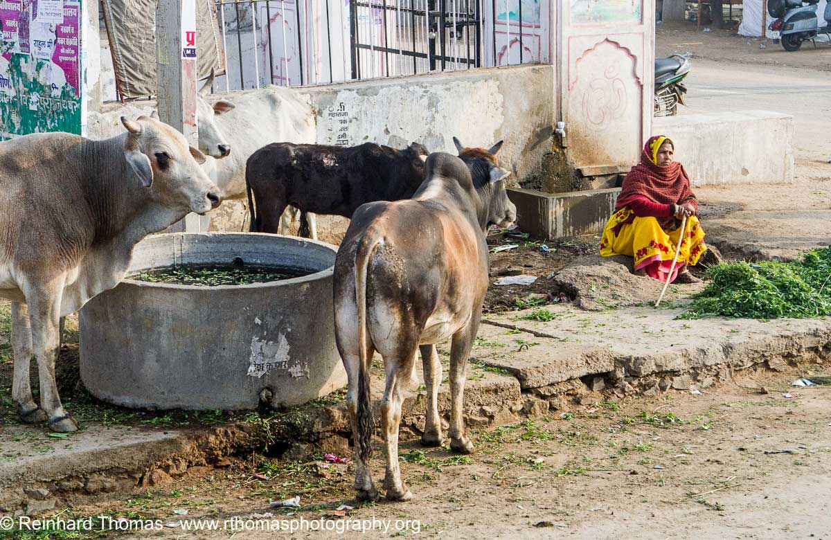 woman are selling feed for the cows in Indian by Reinhard Thomas ©