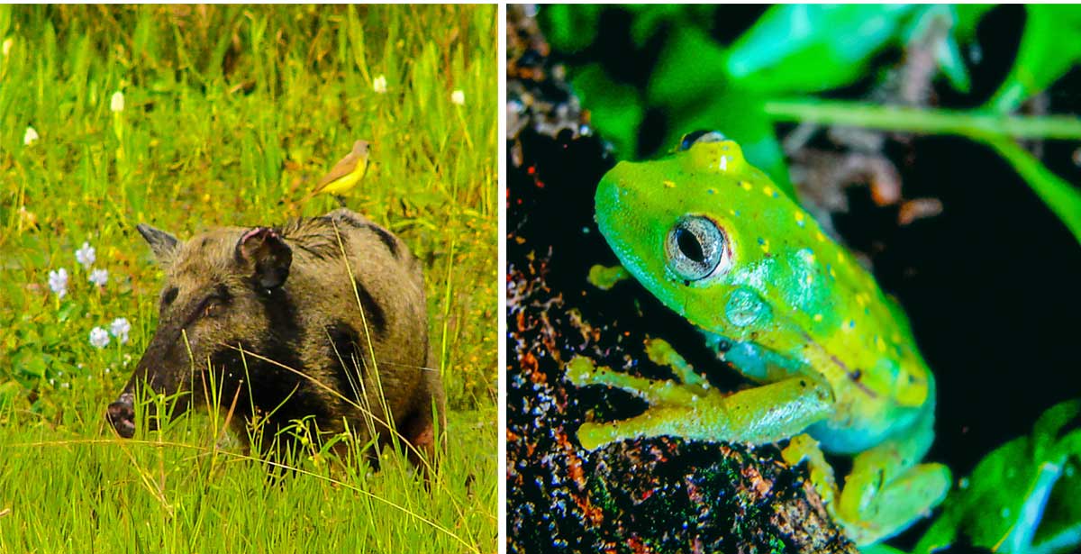 Left: Peccary. Right: Polkadot Treefrog. by Reinhard Thomas ©