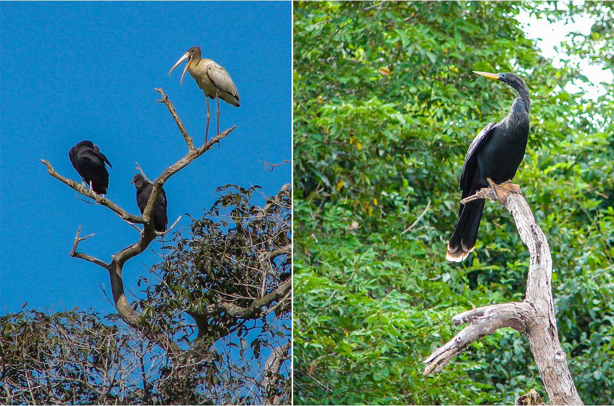Left: Cocoi Heron and two Black Vultures. Right: Large Anhinga along the river by Reinhard Thomas ©