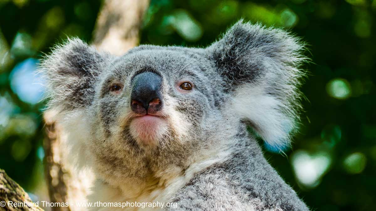 Koala by Reinhard Thomas ©