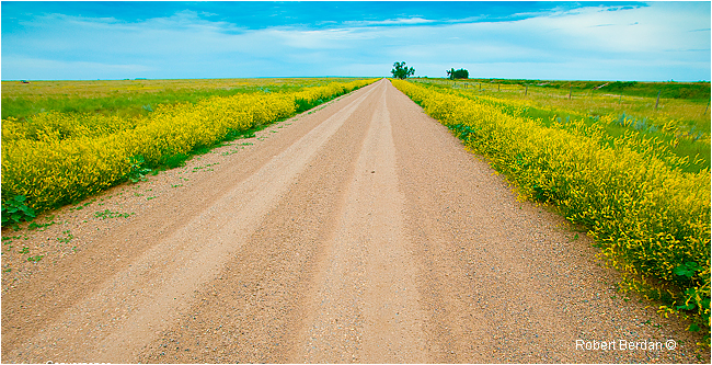 Dirt road on the prairie east of Brooks, AB by Robert Berdan ©