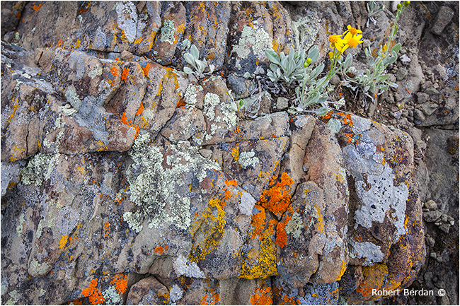 Lichen on rock by Robert Berdan ©
