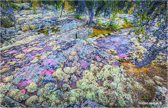 Moss and Lichen on granite in Prelude Territorial Park by Robert Berdan ©