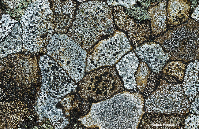Map lichen by Robert Berdan ©