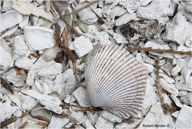Midden closeup of shells by Robert Berdan ©