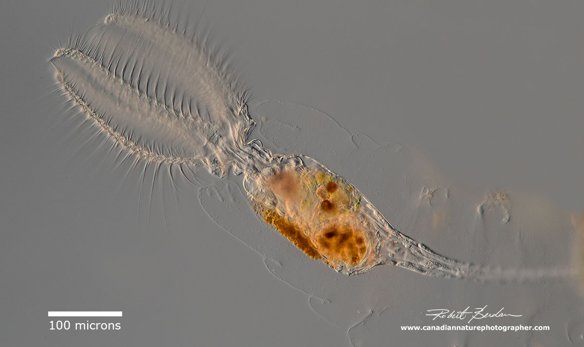 sessile rotifer Stephanoceros fimbriatus (Monogonota, Gnesiotrocha, Collothecidae)  by Robert Berdan ©