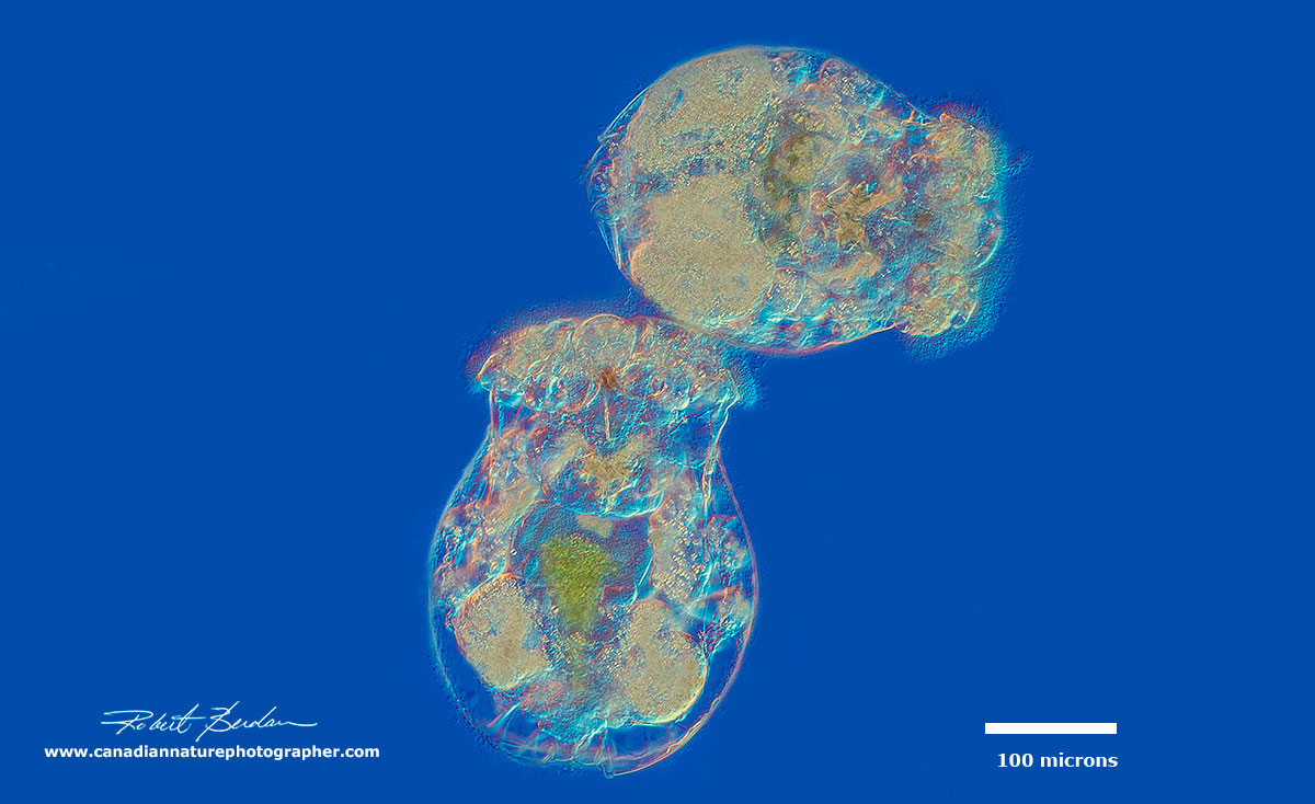 Brachionus manjavacas rotifers at low magnification - DIC microscopy by Robert Berdan ©