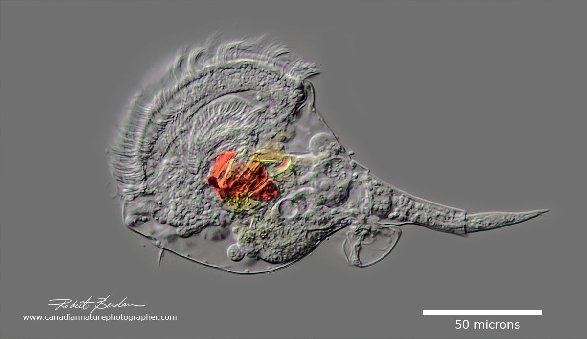 Microcodon clavus  rotifer by Robert Berdan ©