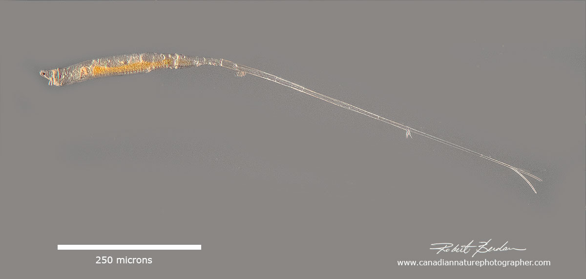 Rotaria neptunia- the most elongate rotifer known by Robert Berdan ©